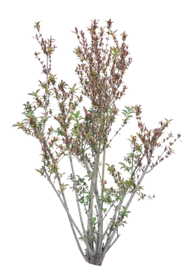 bushes m 044 — Descargar