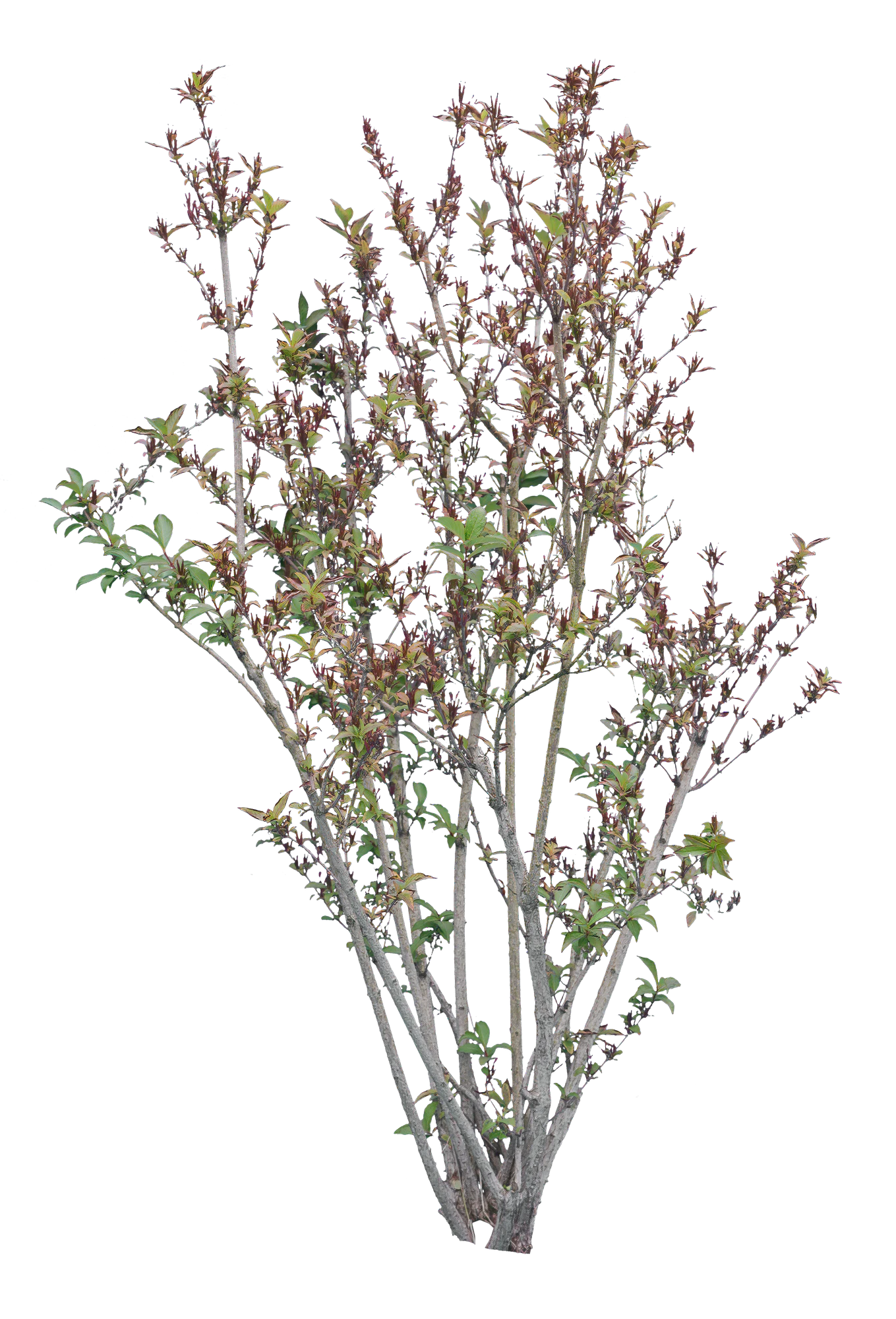 bushes m 045 — Скачать