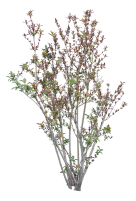 bushes m 045 — Скачать