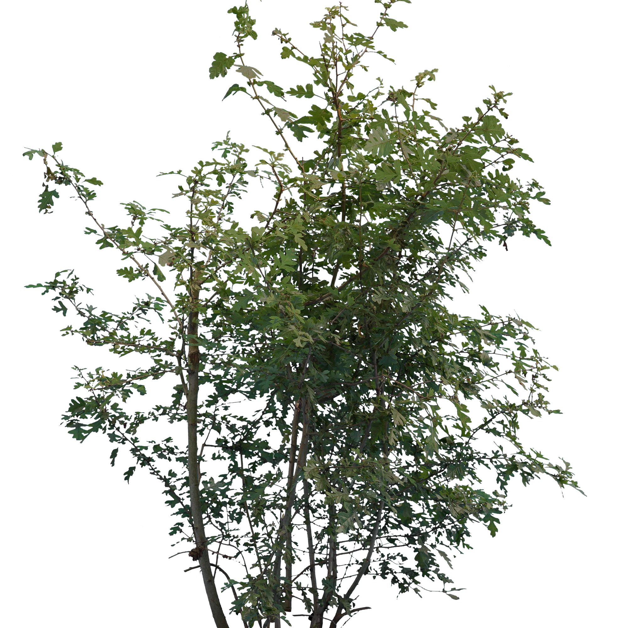 bushes m 046 — Descargar