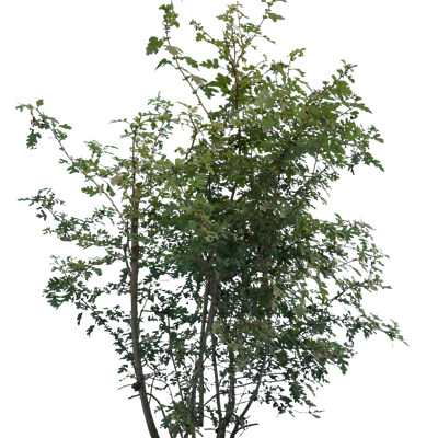 bushes m 046 — Descargar
