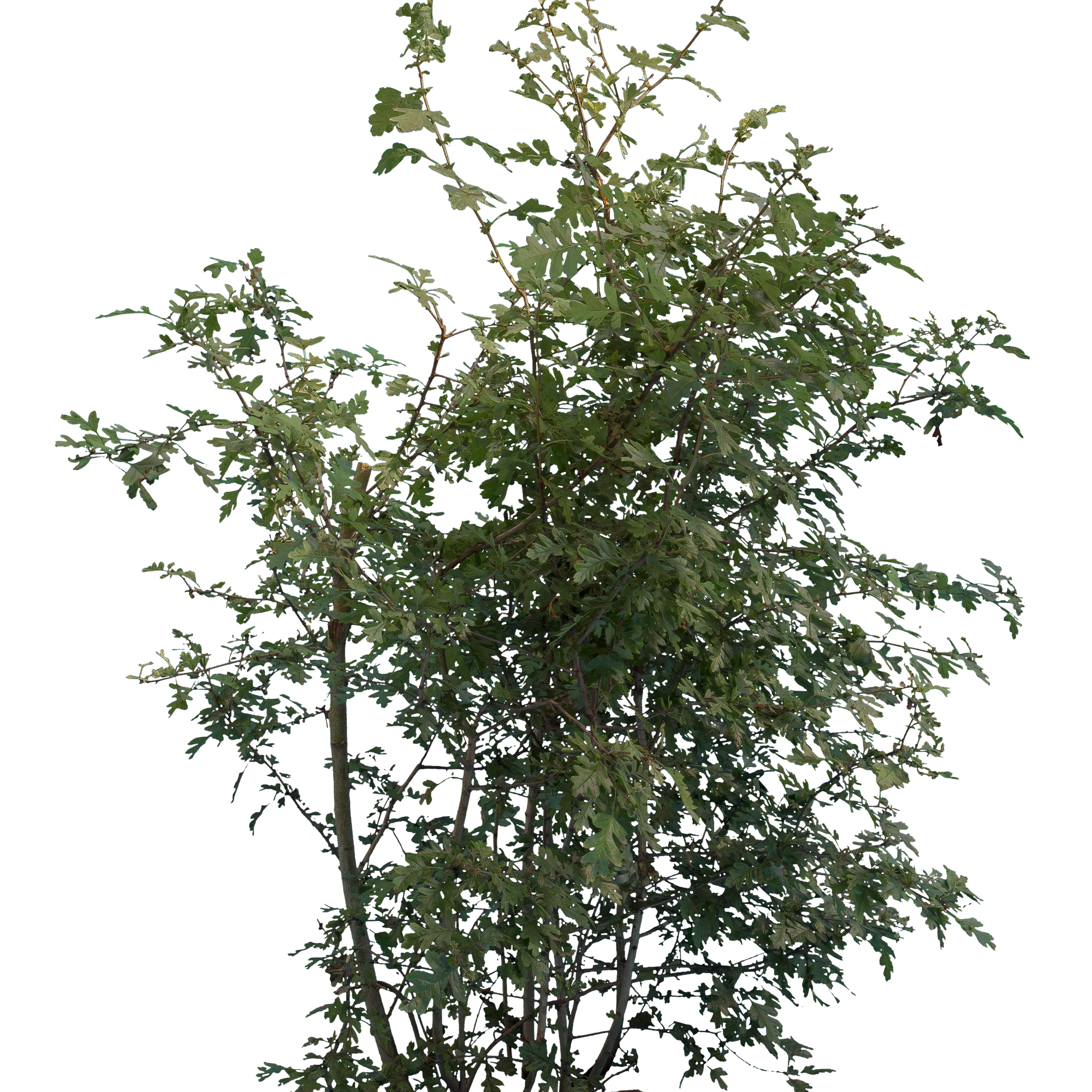 bushes m 047 — Descargar