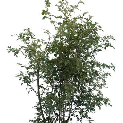 bushes m 047 — Descargar