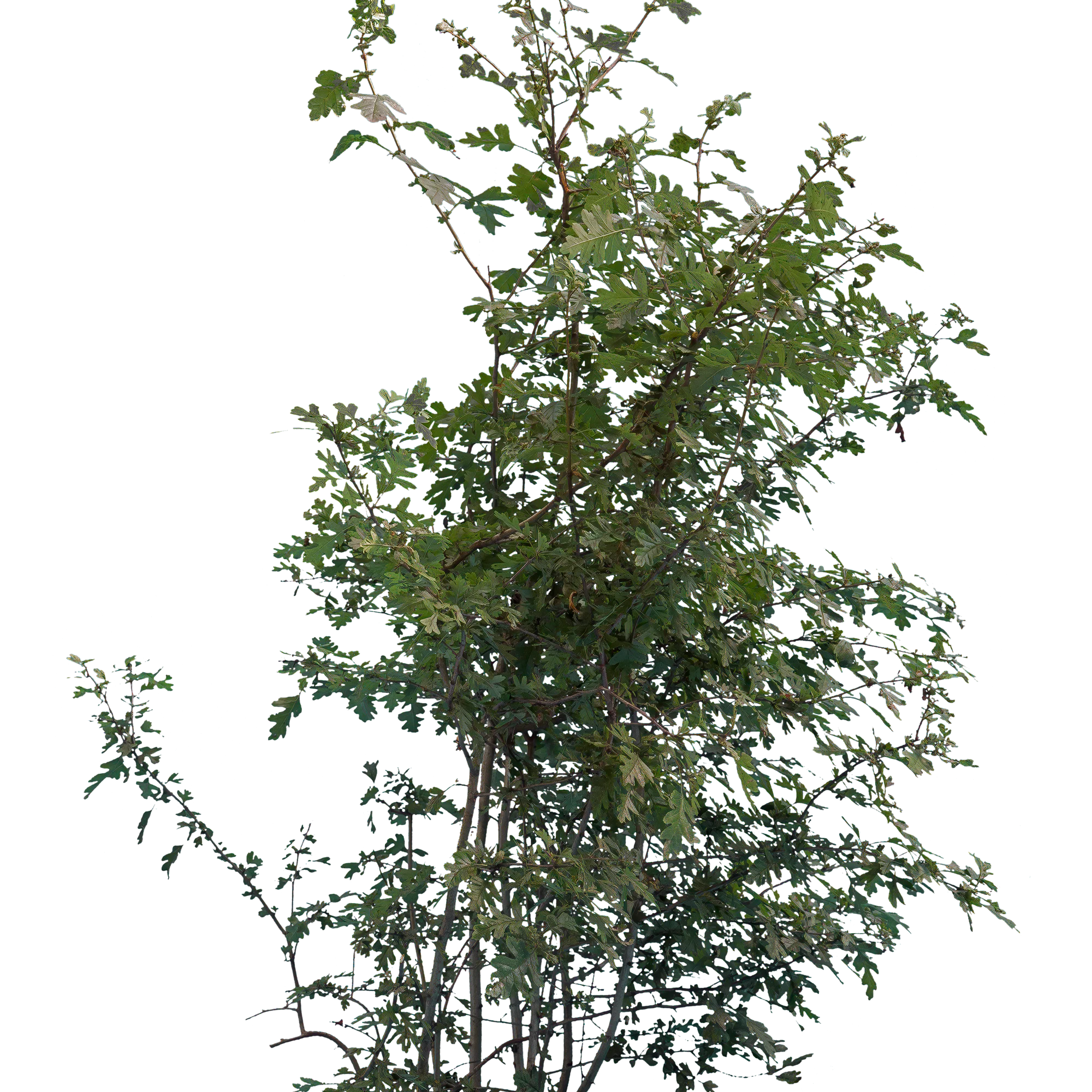 bushes m 048 — Descargar