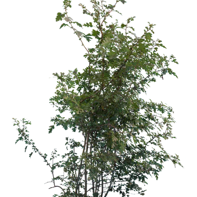 bushes m 048 — Descargar