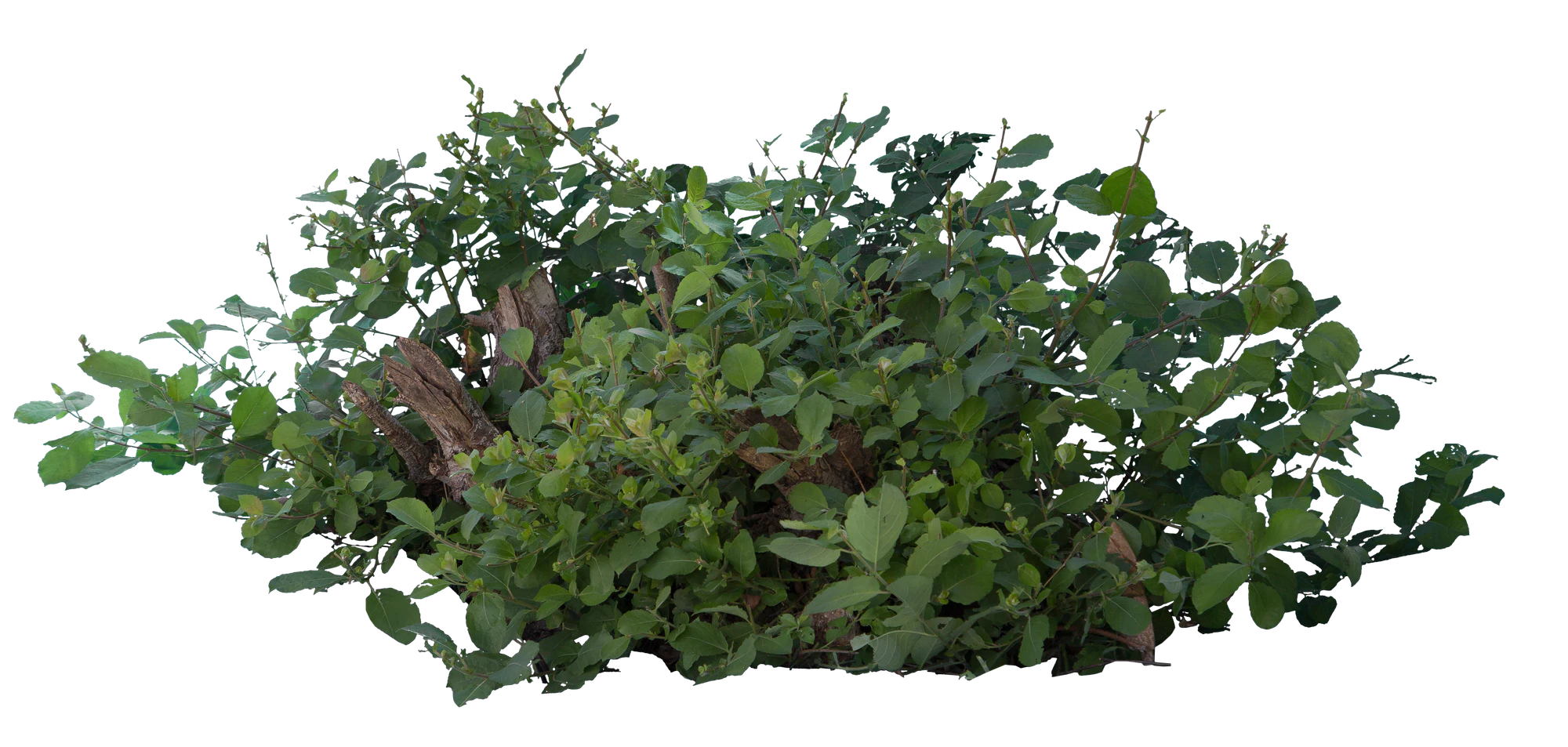 bushes m 049 — Descargar