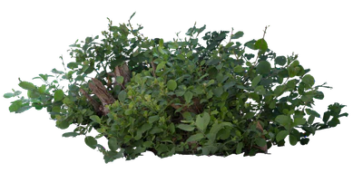 bushes m 049 — Descargar