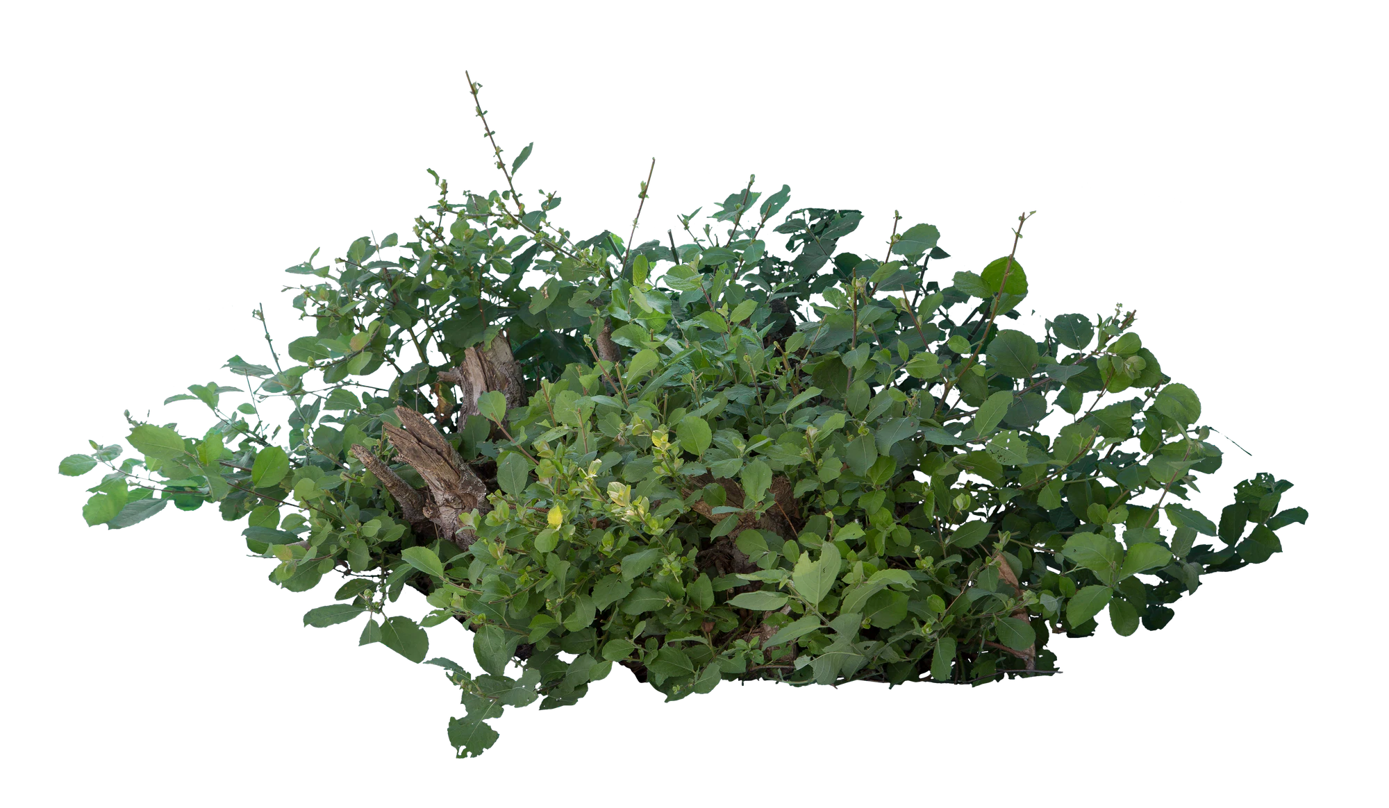 bushes m 050 — Descargar