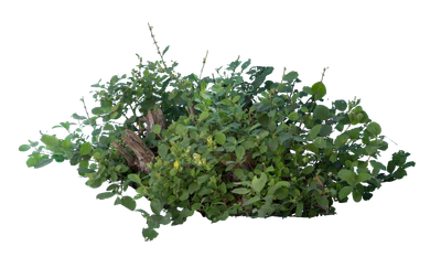 bushes m 050 — Descargar