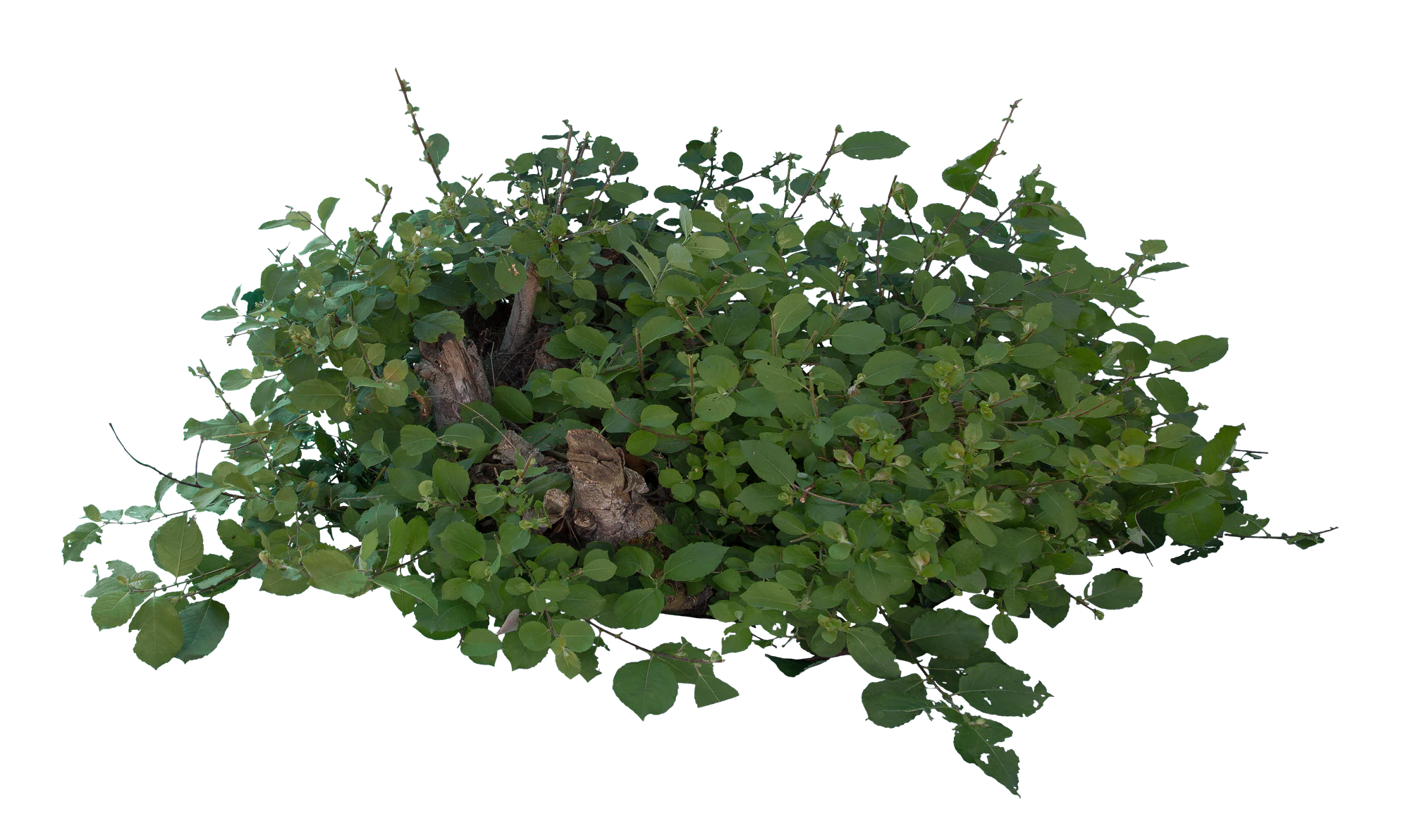 bushes m 051 — Descargar