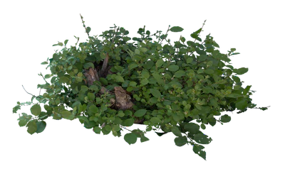 bushes m 051 — Descargar