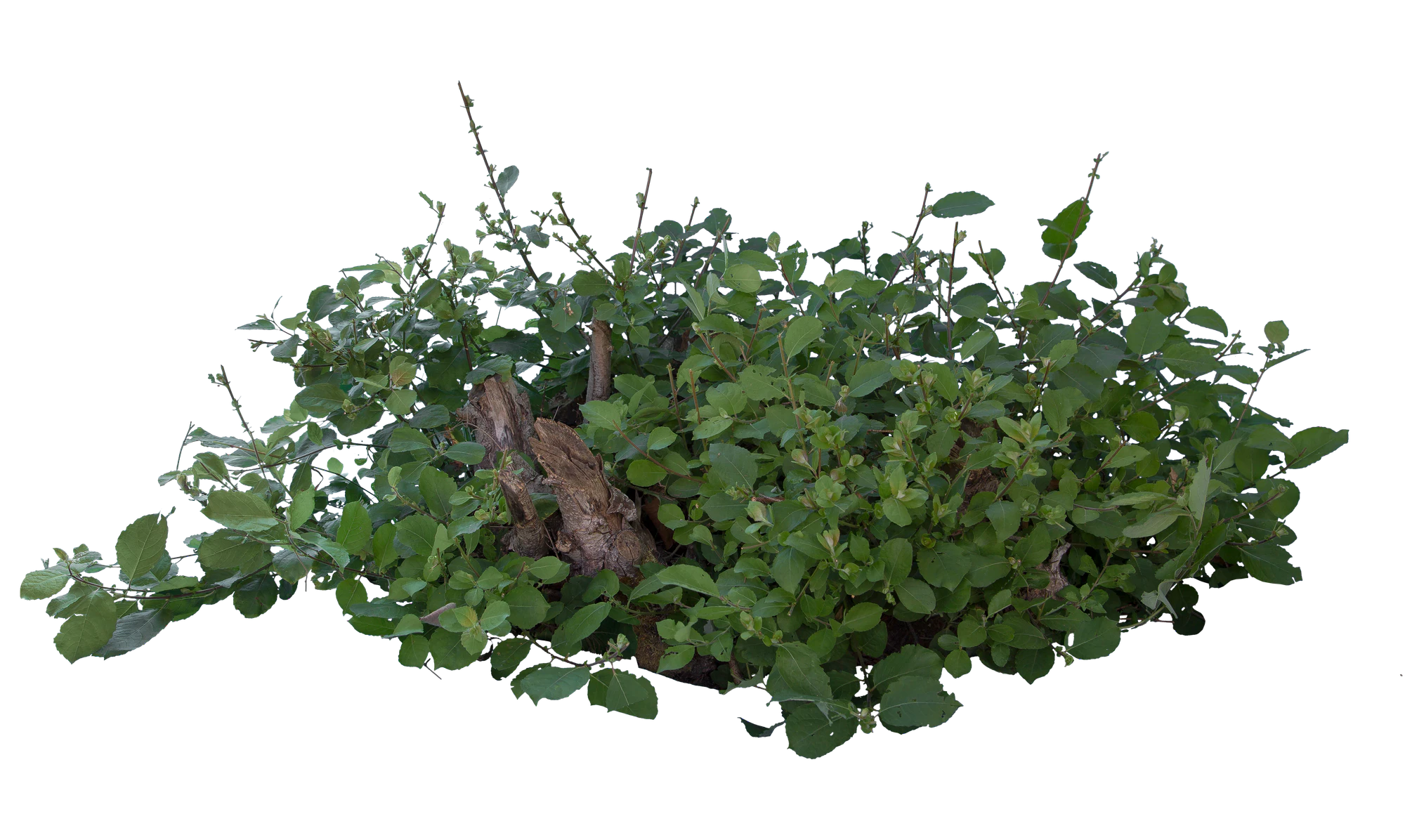 bushes m 052 — Descargar