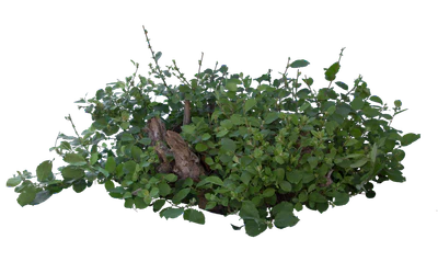 bushes m 052 — Descargar