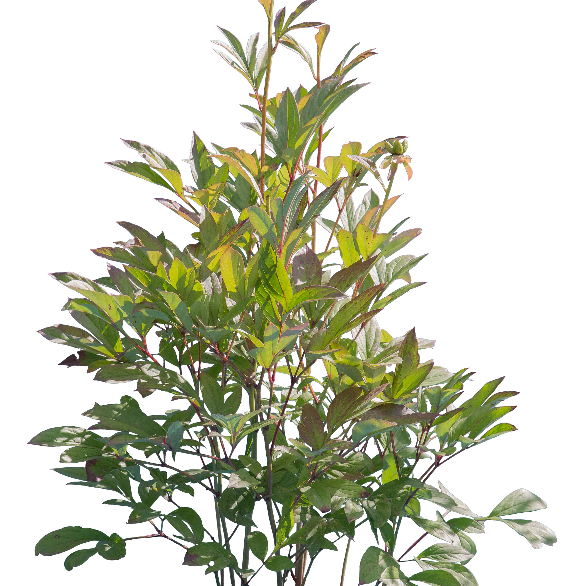 bushes s 001 — Скачать