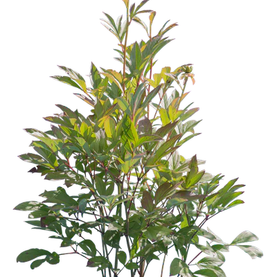 bushes s 001 — Скачать
