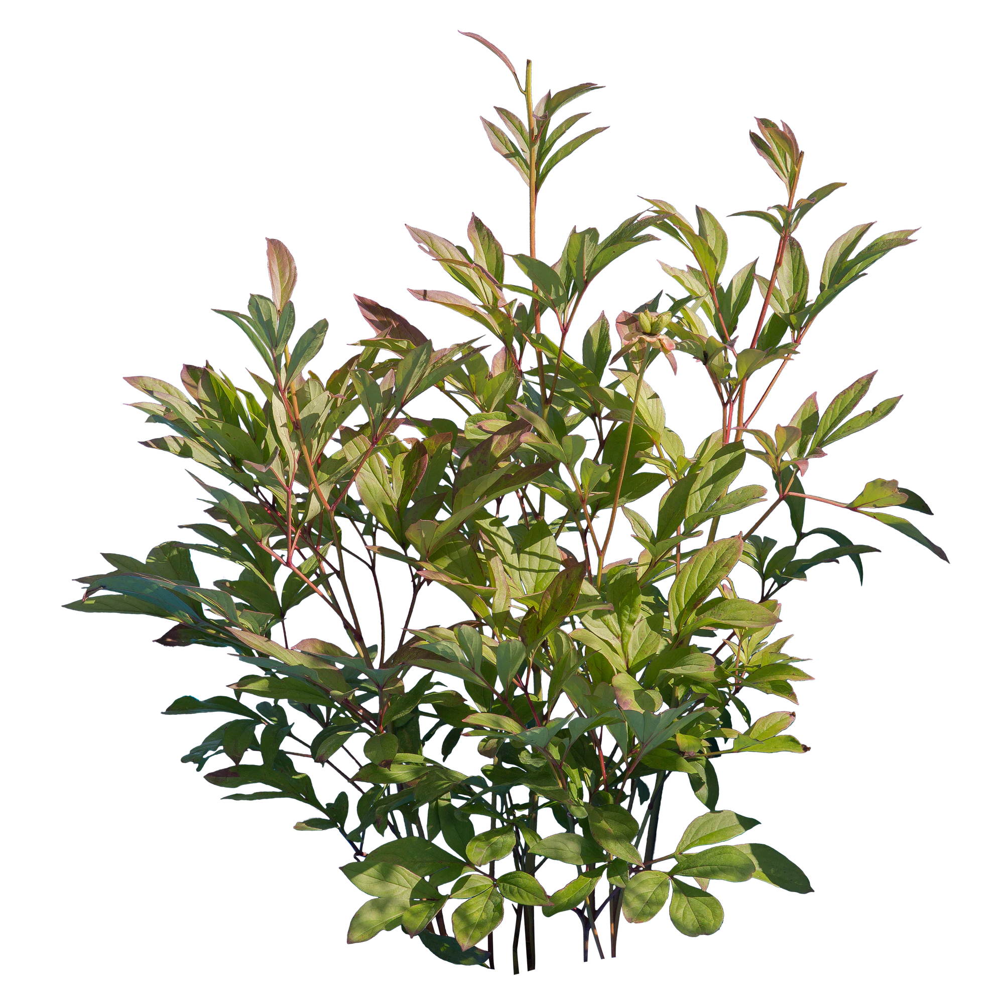 bushes s 002 — Descargar