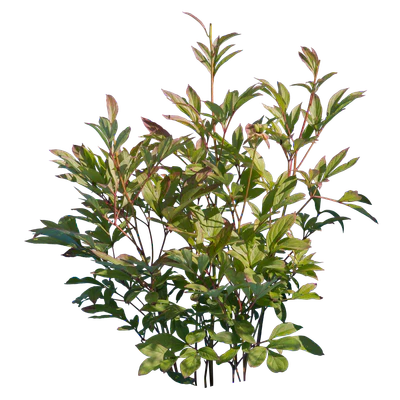 bushes s 002 — Descargar