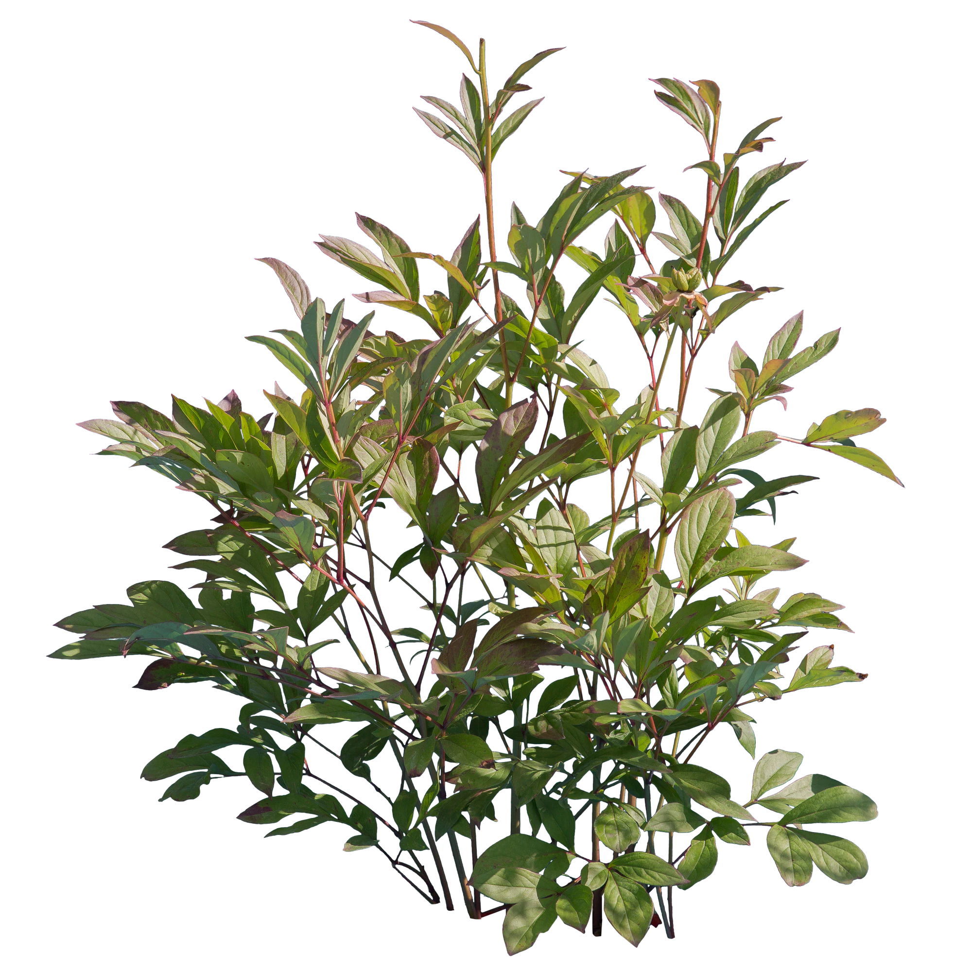 bushes s 003 — Descargar