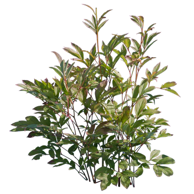 bushes s 003 — Descargar