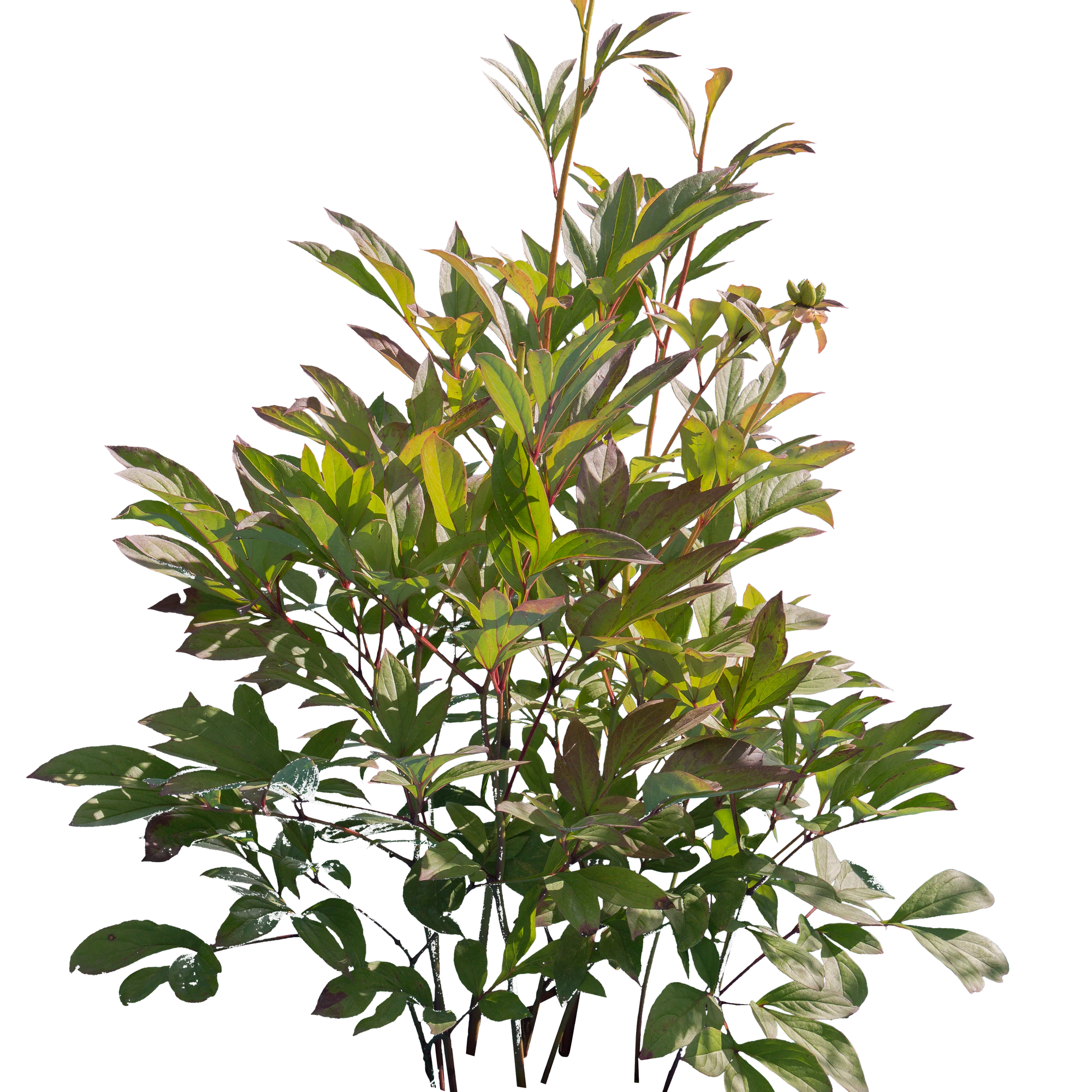 bushes s 004 — Descargar
