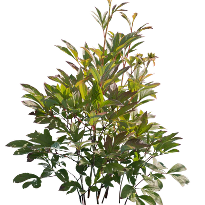 bushes s 004 — Descargar