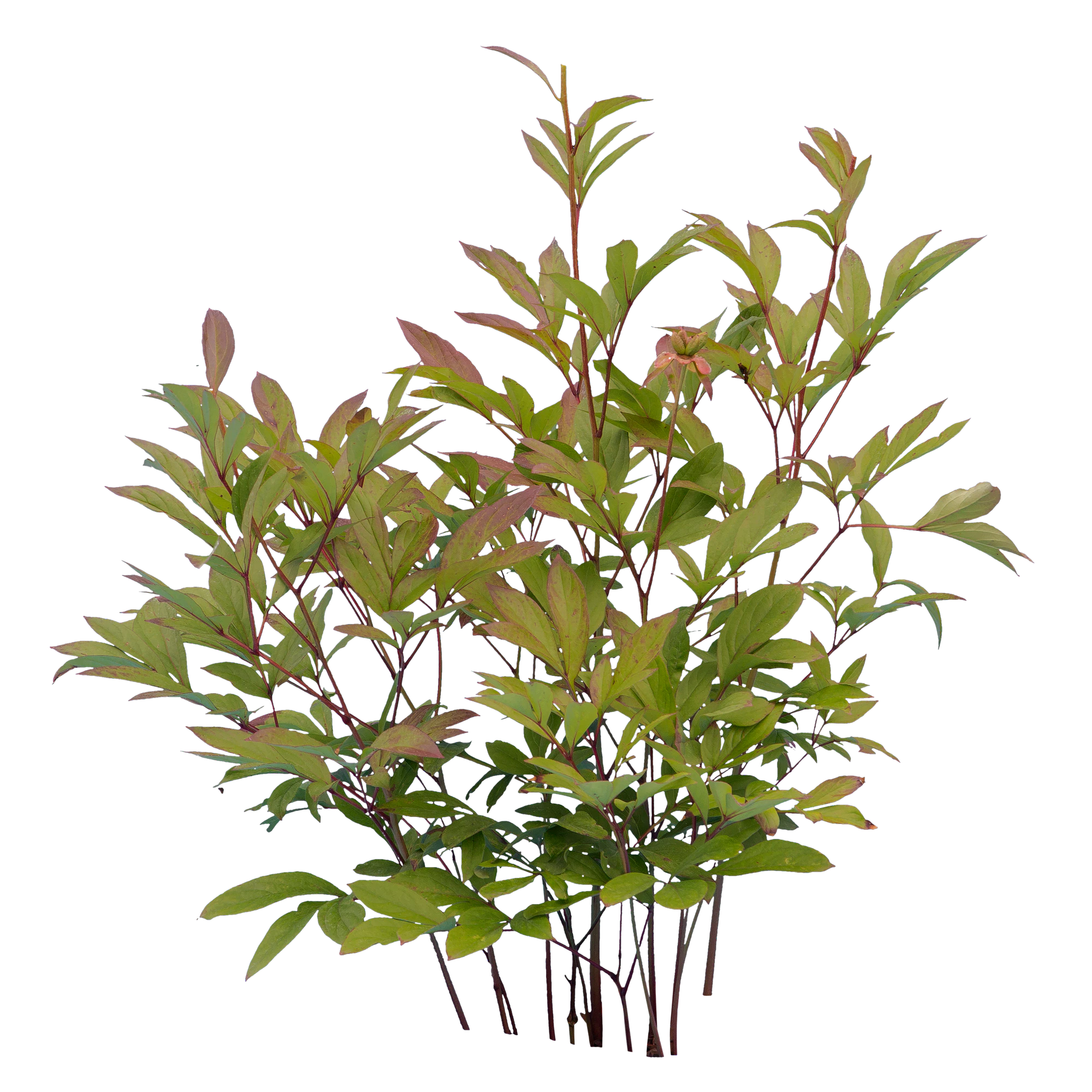 bushes s 005 — Descargar
