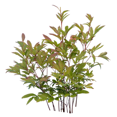 bushes s 005 — Descargar