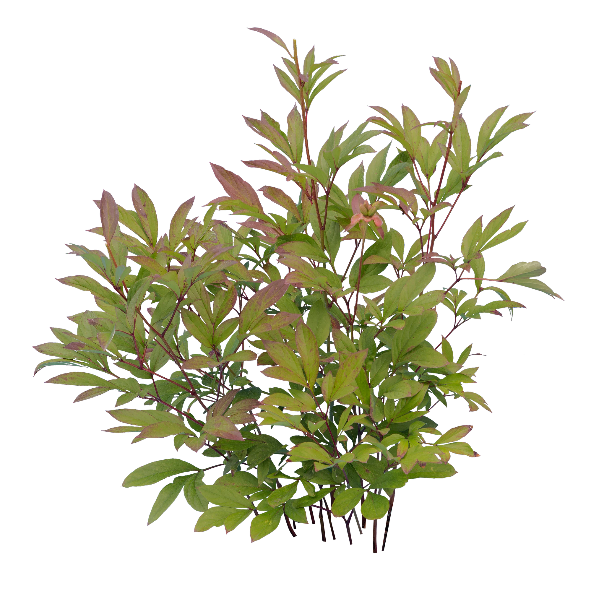 bushes s 006 — Скачать
