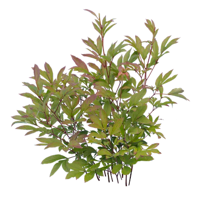 bushes s 006 — Скачать