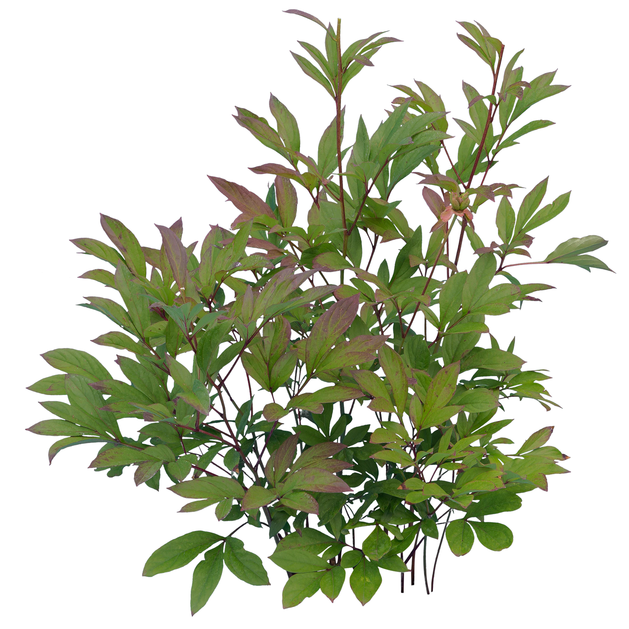 bushes s 007 — Скачать