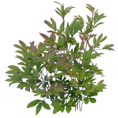 bushes s 007 — Скачать