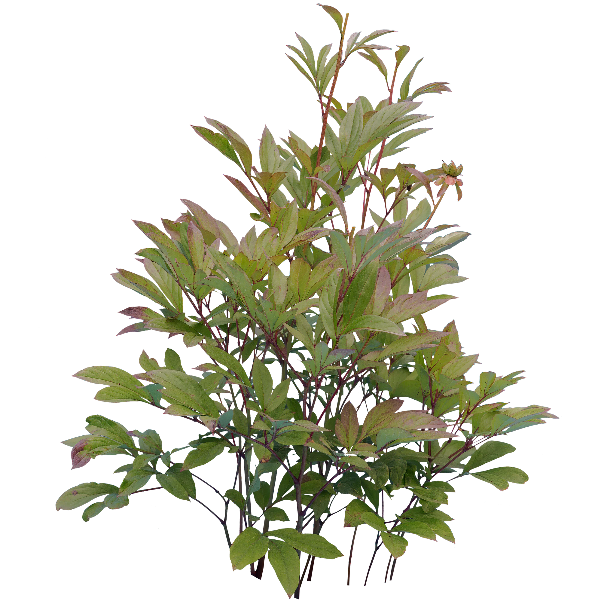 bushes s 008 — Скачать