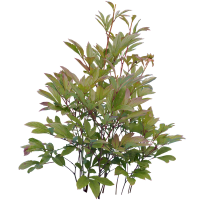 bushes s 008 — Скачать