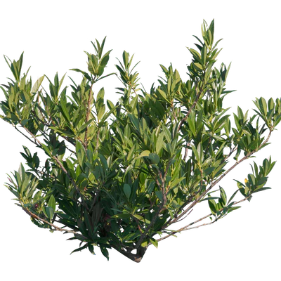 bushes s 009 — Descargar