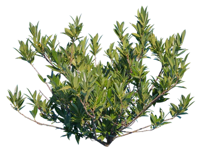 bushes s 010 — Descargar