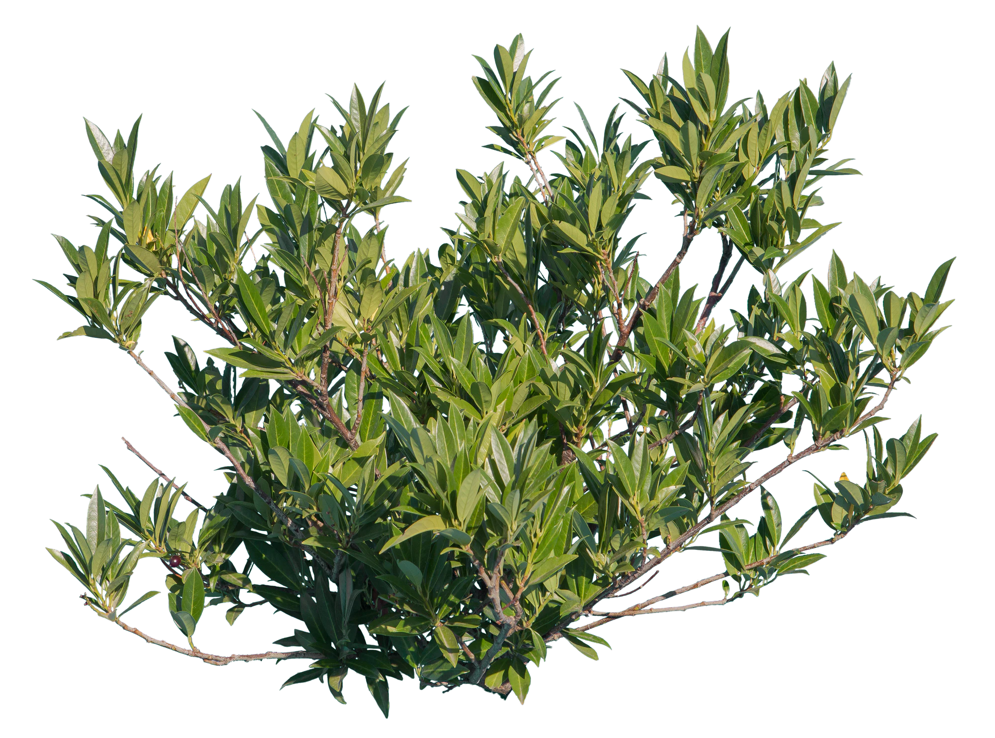 bushes s 011 — Скачать
