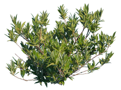 bushes s 011 — Скачать