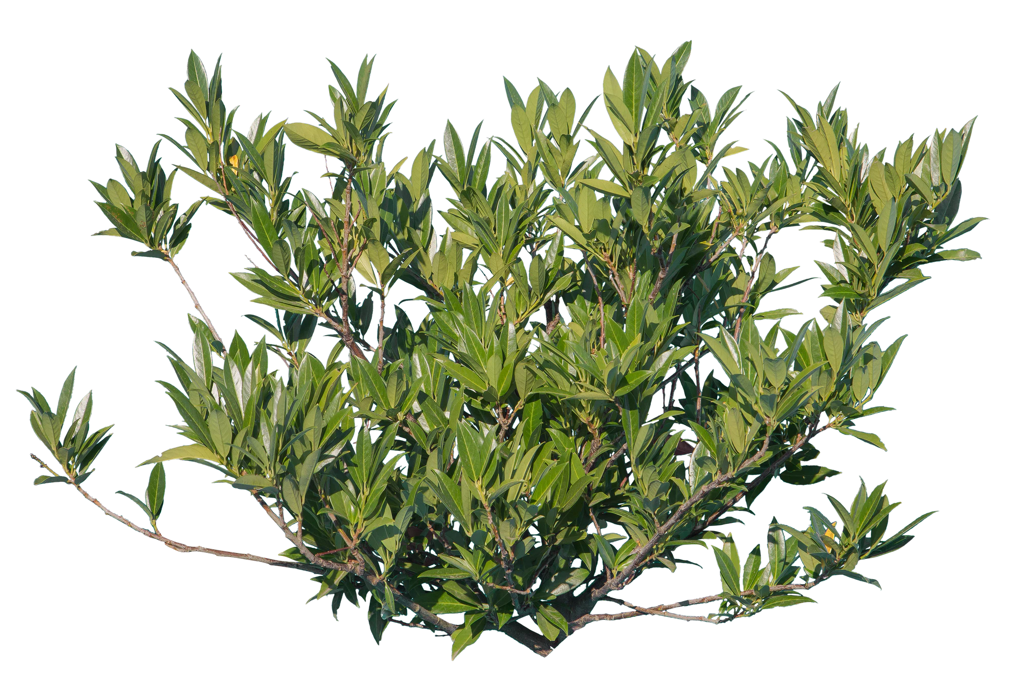 bushes s 012 — Descargar