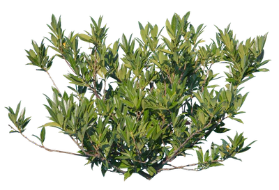 bushes s 012 — Descargar
