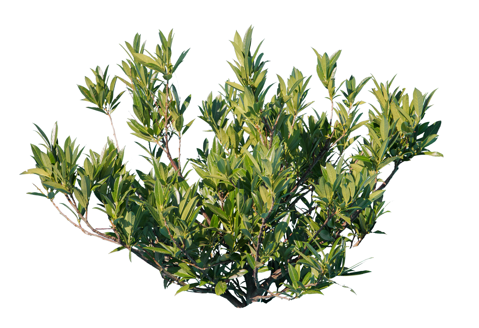 bushes s 013 — Скачать