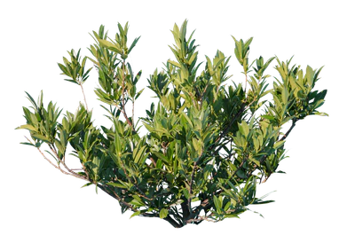 bushes s 013 — Скачать