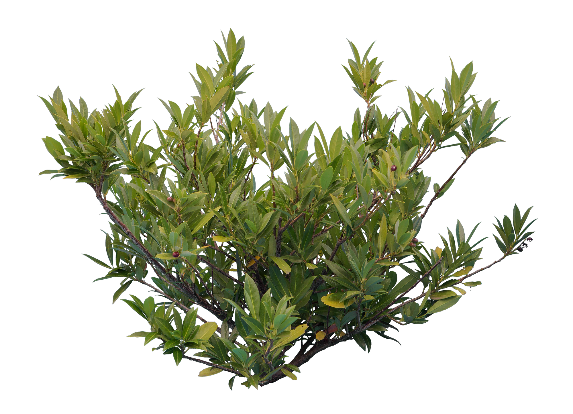 bushes s 014 — Скачать