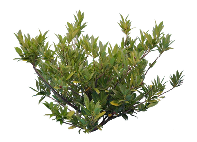 bushes s 014 — Скачать