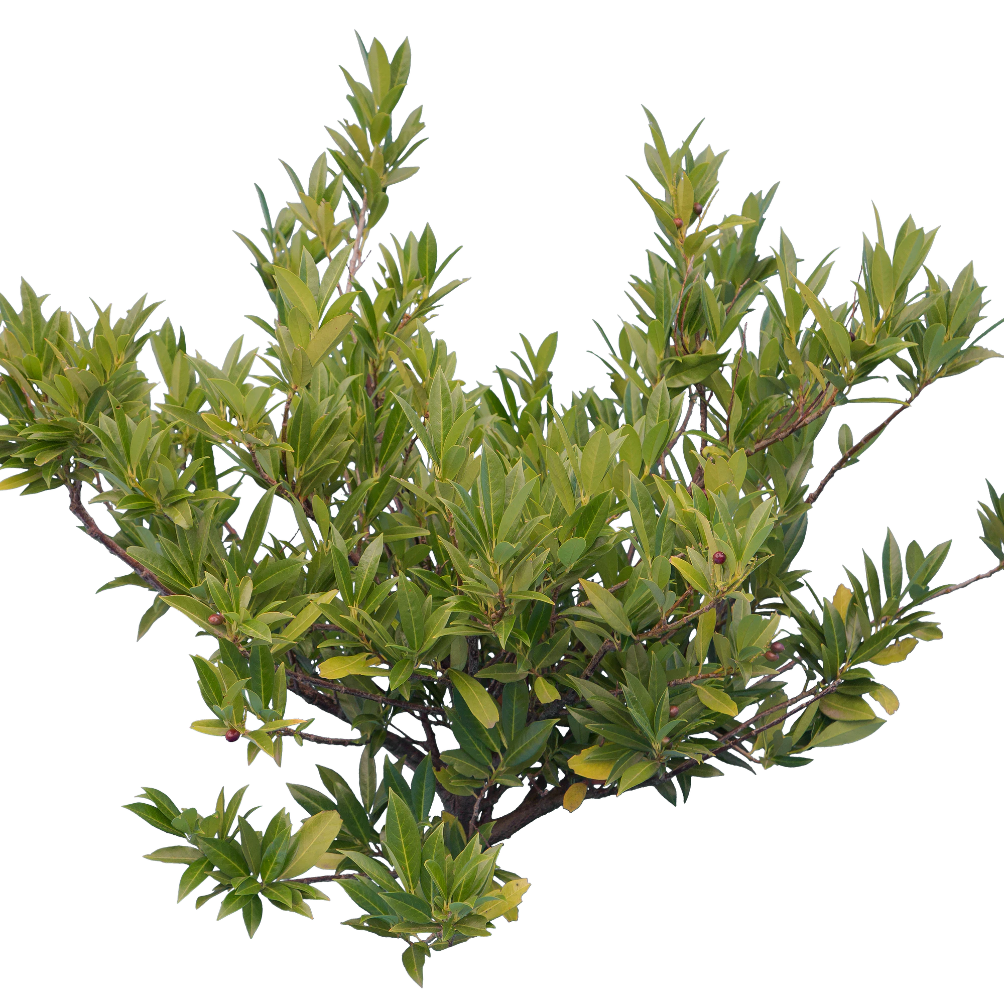 bushes s 015 — Скачать