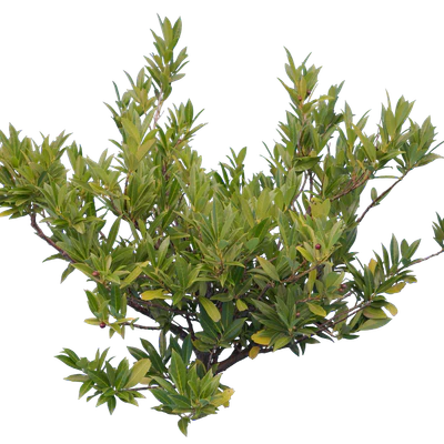 bushes s 015 — Скачать