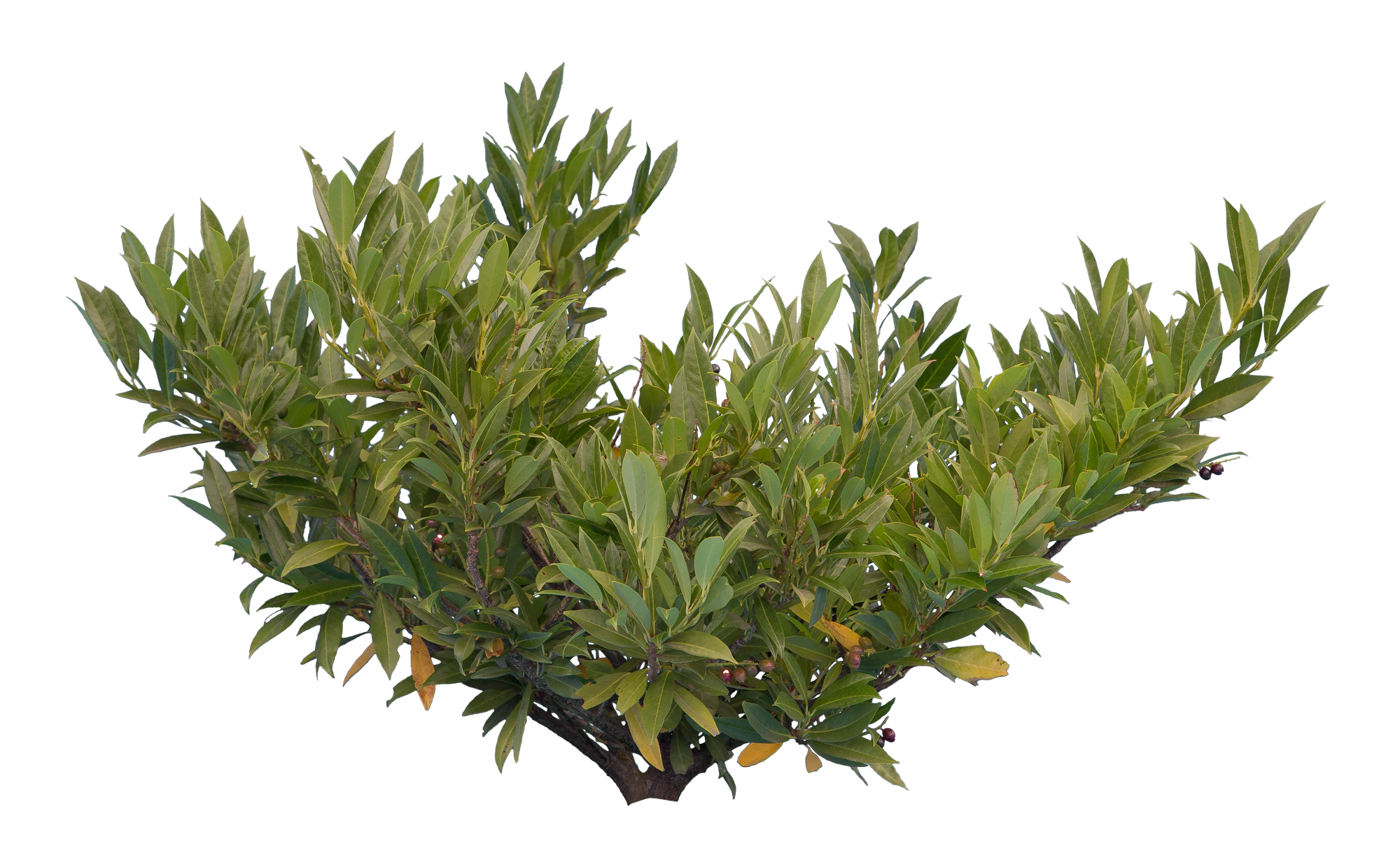 bushes s 016 — Descargar