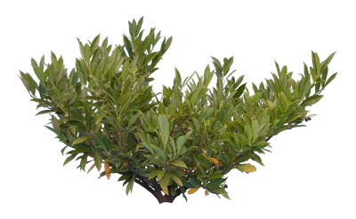 bushes s 016 — Descargar