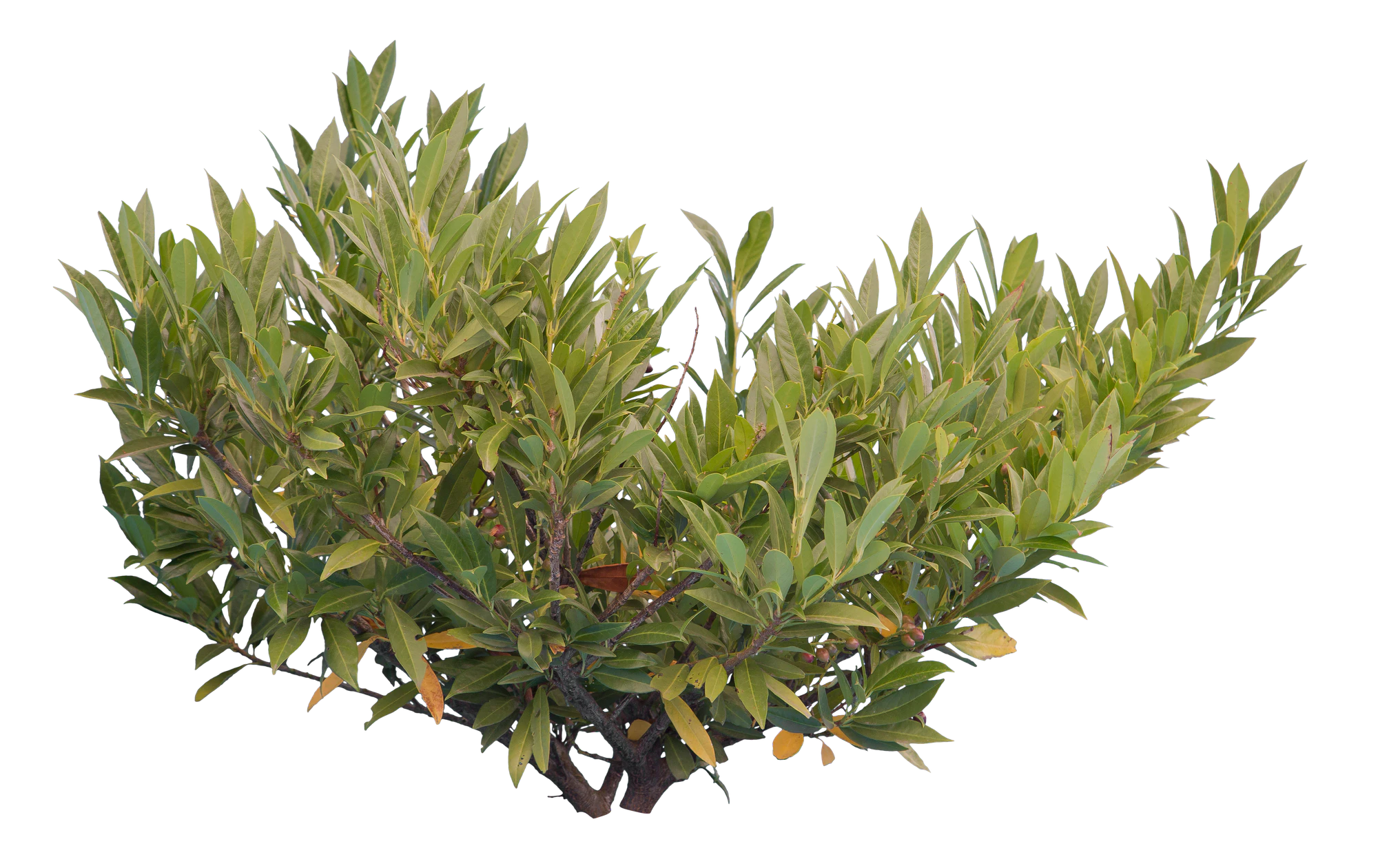 bushes s 017 — Descargar