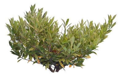 bushes s 017 — Descargar