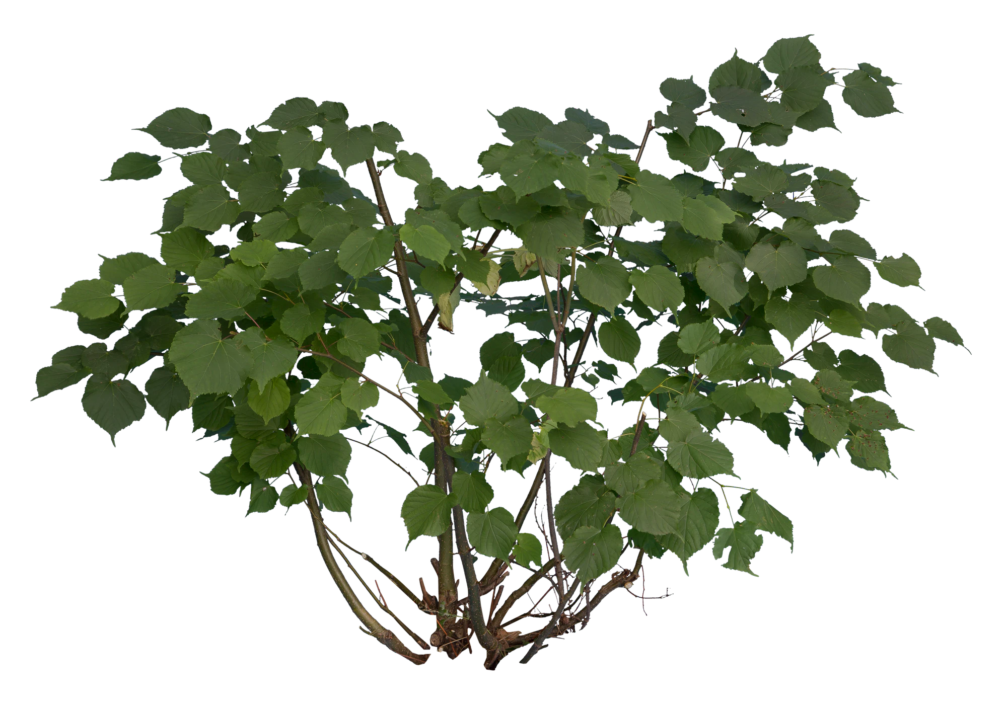 bushes s 019 — Скачать
